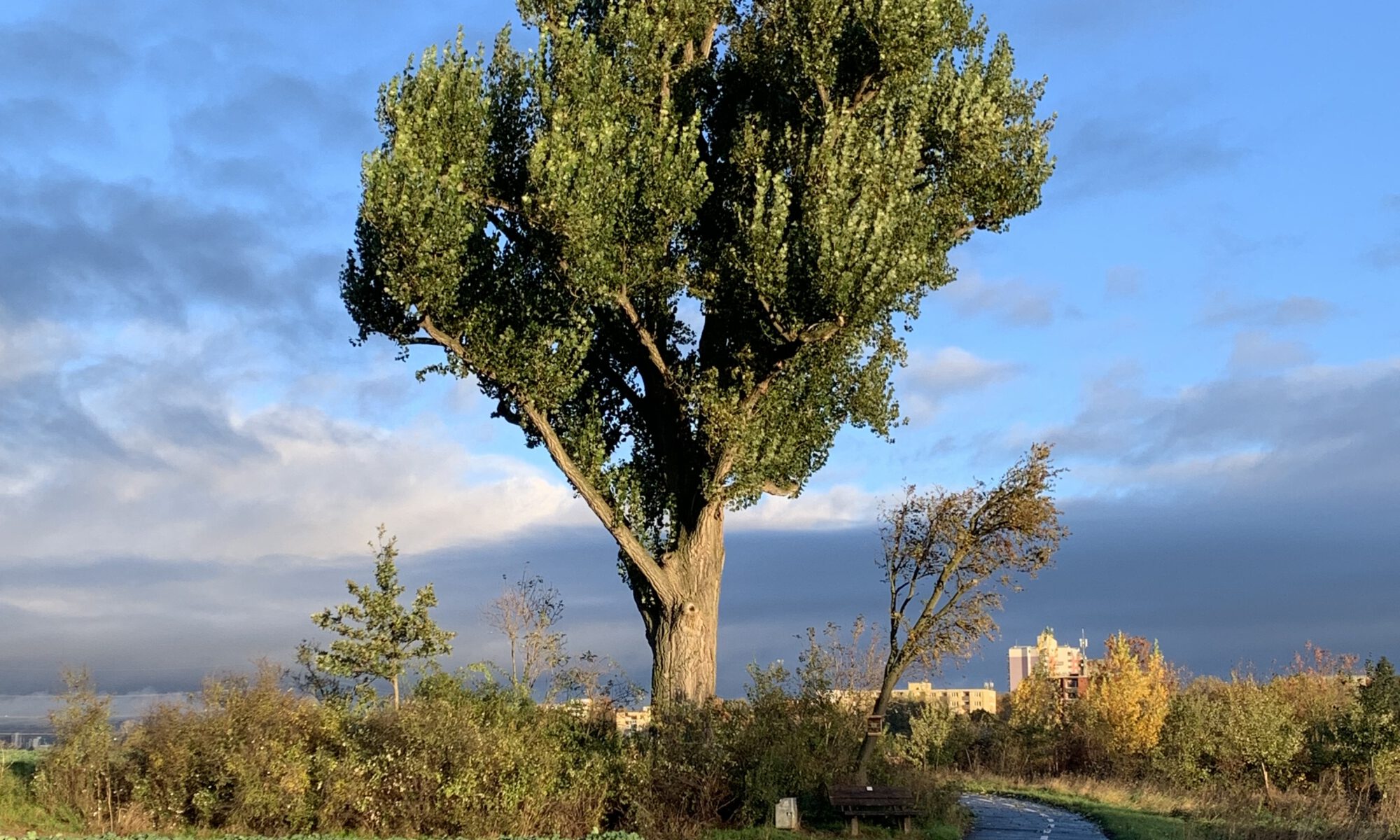 Hiob 15,20 -- Baum am Feldrain bei Praunheim