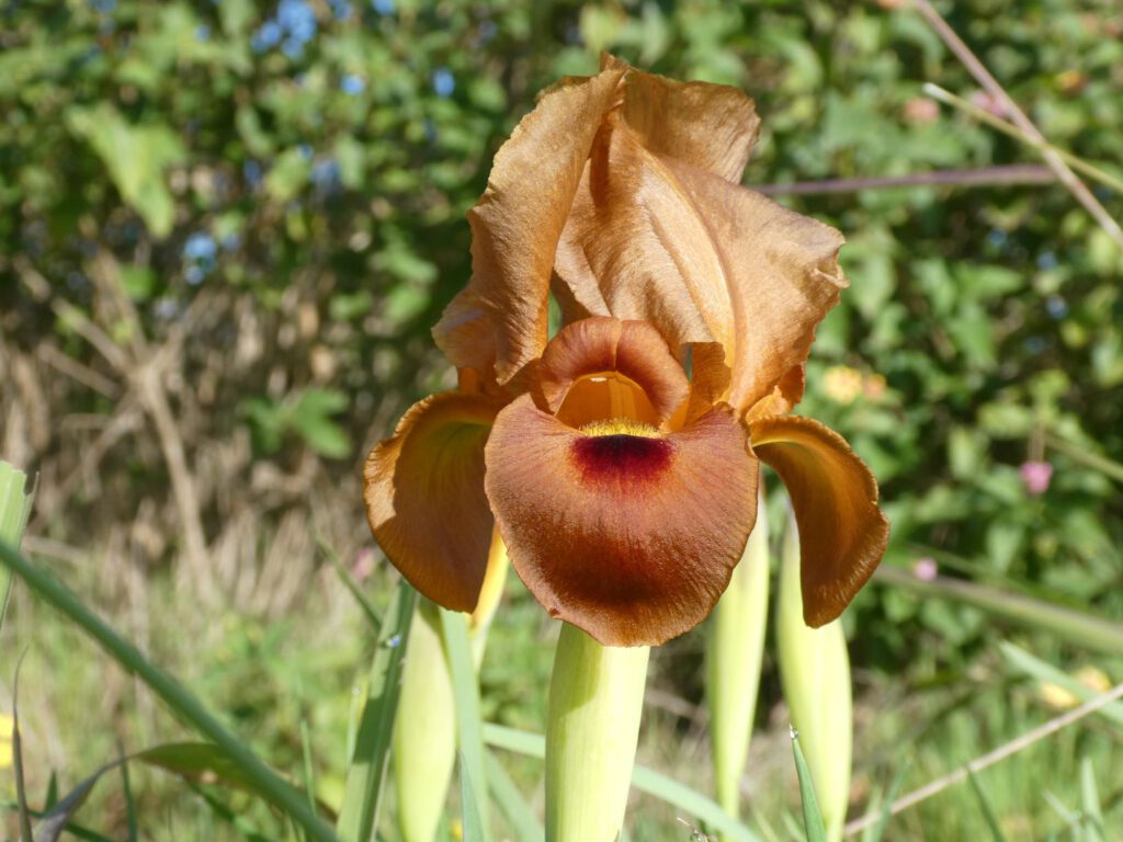 Wilde Lilie in Israel
